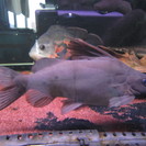 熱帯魚あげます　シノドンティス