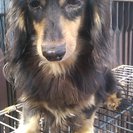 名前さえないﾌﾞﾘｰﾀﾞｰ引退犬　～温かな未来をください～ - 西脇市