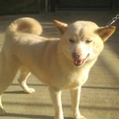 良縁有難うございました。★お利口★白柴犬★