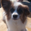 ★お利口ﾊﾟﾋﾟﾖﾝ★