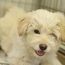 子犬の里親募集です#CD1996（3.5ヶ月齢、うす茶、メス）