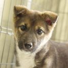 子犬の里親募集です#CD1987（4ヶ月齢、黒茶白、メス）