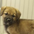 子犬の里親募集です#CD1998（2ヶ月齢、こげ茶、オス）
