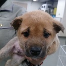 ☆ころころ子犬　里親募集中☆