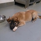 ☆とっても優しい子犬　里親募集中☆