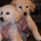 ゴールデンレトリバーとピレネー犬の５代目のミックス犬です。白がオ...
