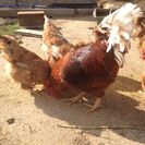 鶏をもらってくれる方を探しています。