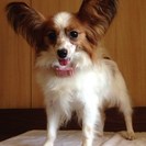 パピヨン　♀　11ヶ月