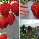 【4月27日開催】イチゴを食べてジャム作って温泉を満喫する贅沢三...