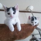 雑種×ラグドール　の子猫もらってください。