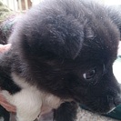 ☆まっ黒子犬　くろくん　里親様募集中☆
