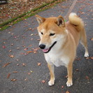 柴犬里親募集