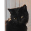 4ヶ月　丸顔の黒猫　おっとりびびりのもずくちゃん - 里親募集