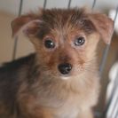 子犬の里親募集です#CD2006（2.5ヶ月齢、こげ茶、メス）