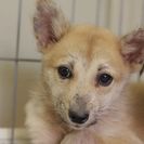 子犬の里親募集です#CD1955（5ヶ月齢、うす茶、メス）