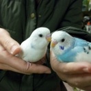 セキセイインコの里親様を募集します