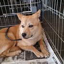 ☆柴犬雑種子犬　幸太くん☆