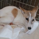 ☆小柄で、おとなしい子犬　sakuくん☆