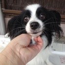 パピヨン３歳里親募集