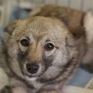 子犬の里親募集です#ID1983（5.5ヶ月齢、こげ茶、メス）