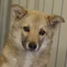 子犬の里親募集です#ID1982（5.5ヶ月齢、茶、メス）