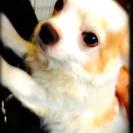 飼い主が他界してしまいました