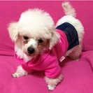 小さめトイプードル♀ハンディ犬