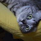 7歳サバトラのメス猫です。最期まで幸せになってほしいと願っています。