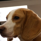 ビーグル成犬もらっていただける方募集です