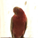 モモイロインコ譲ります
