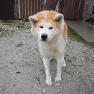良縁有難うございました(^ー^)★秋田犬★