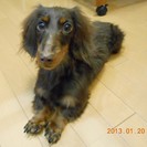 ミニチュアダックス　♂　２歳 　去勢済みです