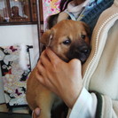 ☆お鼻の黒いもこもこ子犬　あんずちゃん　１．５か月　里親募集中☆