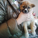 ☆お鼻の白いもこもこ子犬　こももちゃん　１．５か月　里親募集中☆