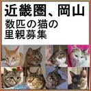 近畿圏、岡山　数匹の猫の里親募集
