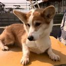 ★お利口　ｺｰｷﾞｰ★