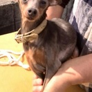 良縁有難うございました(^ー^)★ブルー　ピンシャー★