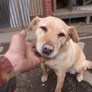 茨城県筑西市　生後8ヶ月の女の子　4頭