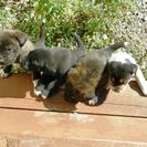 ★生後1か月半の子犬、５匹です！。