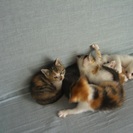 子猫の里親募集