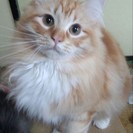 ラガマフィンの子猫お譲りします