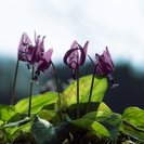 独身男女限定　４月度日帰りハイキング　南高尾草戸山