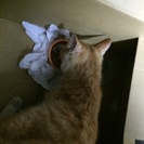かわいい子猫です！