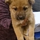 ☆困った顔のもこもこ子犬　かりんちゃん　女の子☆