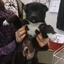 ☆熊の子みたいな子犬　くまお君　男の子☆ - 倉敷市