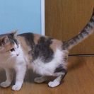 淡い色の三毛猫めす　生後4~5か月くらい - 静岡市