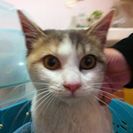 淡い色の三毛猫めす　生後4~5か月くらい - 猫