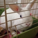 【至急】ミニウサギの里親募集(>_<)
