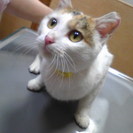 人なつこい三毛猫