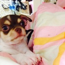 生後二ヶ月のスムースチワワ